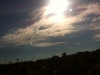 joshua-tree-2