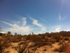 joshua-tree-3