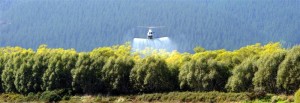 Spraying-chemicals-from-helicopter