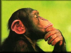 chimp-703658