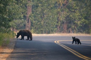 bears