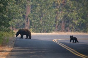 bears