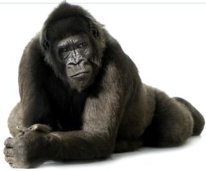 gorilla