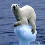 polar-bear-on-ice
