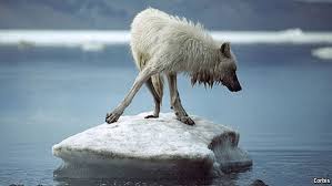 cayote-on-ice