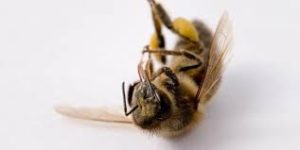 dead-bee