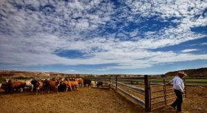 Bundy Ranch