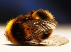 dead bee