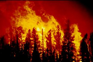 forest burning