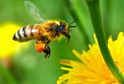 honey-bee