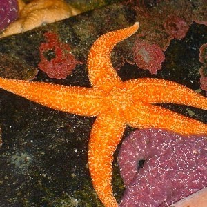 Sea-Stars-Public-Domain-300x300