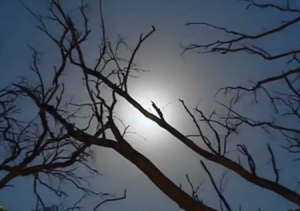 trees