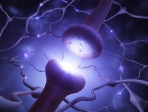 nerve synapse
