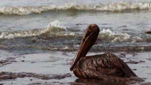 oil swan