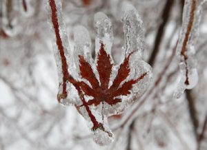 A layer of ice coats the leaf of a Japanese maple tree after an ice storm in Toronto