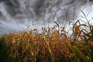 Monsanto