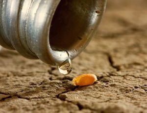 One drop on wheat corn and dry land