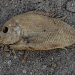 Climate_GettyImages-520401658