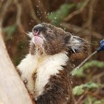 koala-water