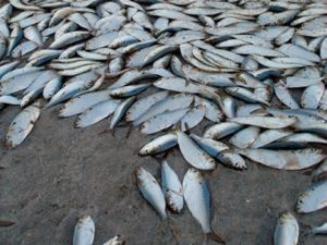 dead-fish