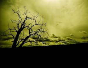 dying trees