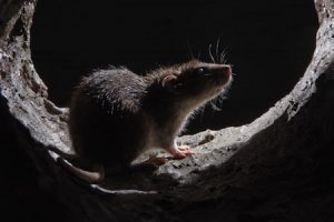 sewer-rat