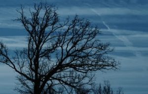 dead tree