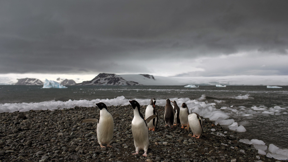In this Jan. 27, 2015 photo, penguins walk on the shore of Bahia Almirantazgo in Antarctica.