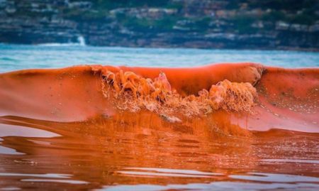 red tide