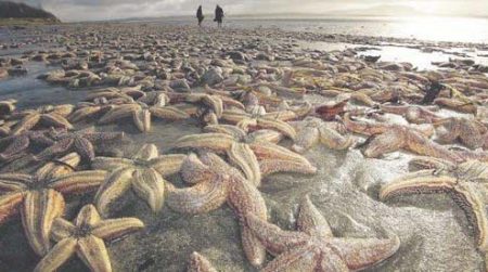 starfish die-off